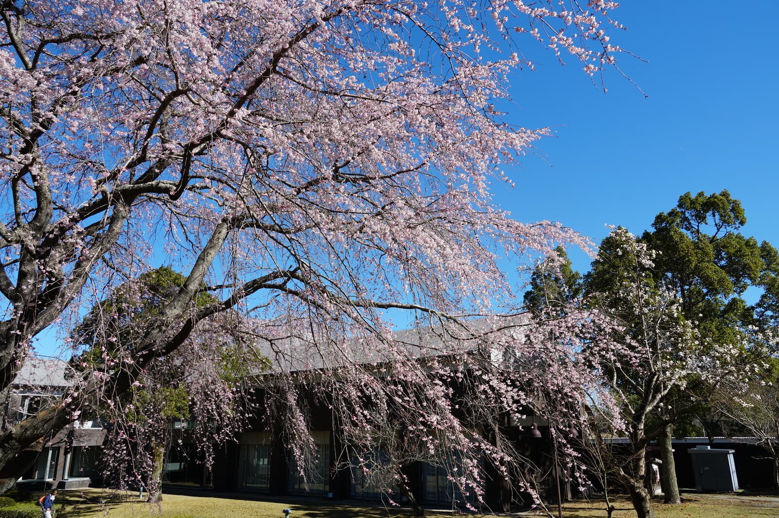 御船山楽園 桜 開花状況 2025/3/26 (水) （庭園上部）：2分咲き